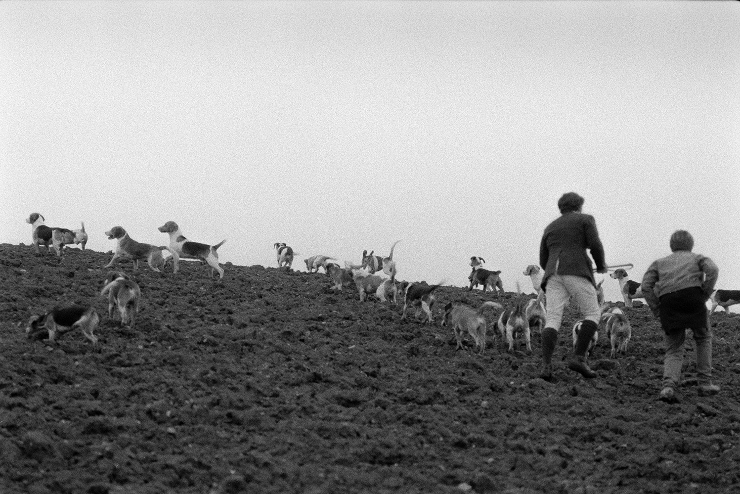 Two men following beagles across a muddy field at Petrockstowe hunting for hares and rabbits.