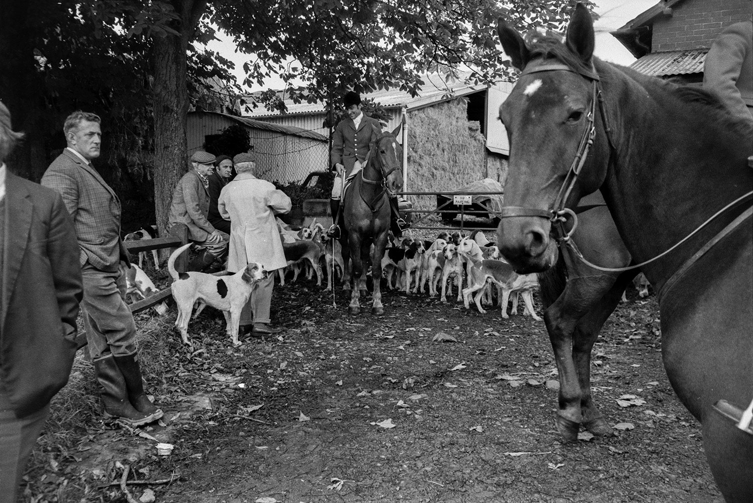 Tavistock Staghound hunt meet at a farm in Lapford before setting off on a hunt. They are gathered by a field gate under a tree. Mounted huntsmen, hounds and hunt followers are visible, as well as barns with hay bales in the background.