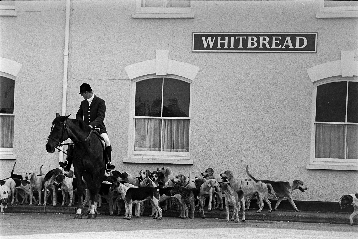 A mounted huntsmen and hounds from the Tiverton Foxhounds at a hunt meet outside the Angel Inn at Witheridge.