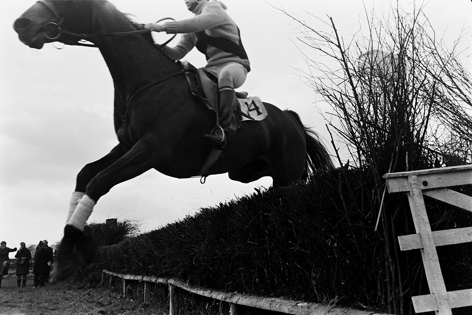 A horse and rider jumping over a hedge jumps at the Torrington Farmers Hunt Point to Point in Chapelton.
