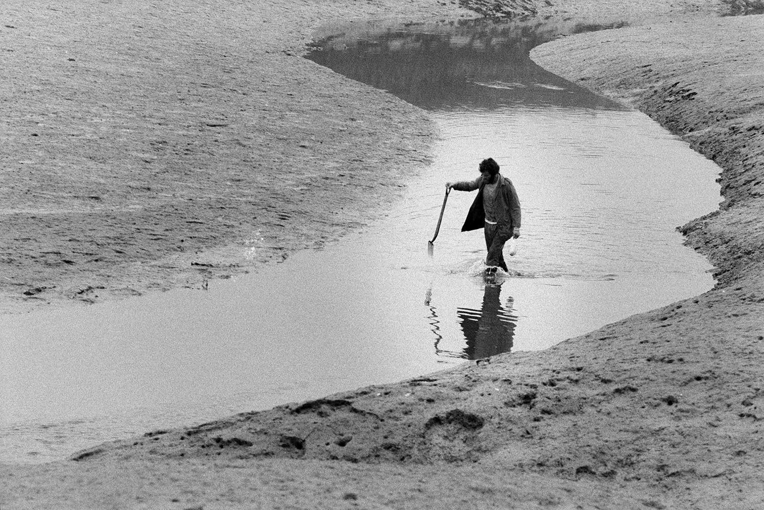 A man walking through a river estuary holding a fork at Braunton. The mud flats can be seen either side of the river.