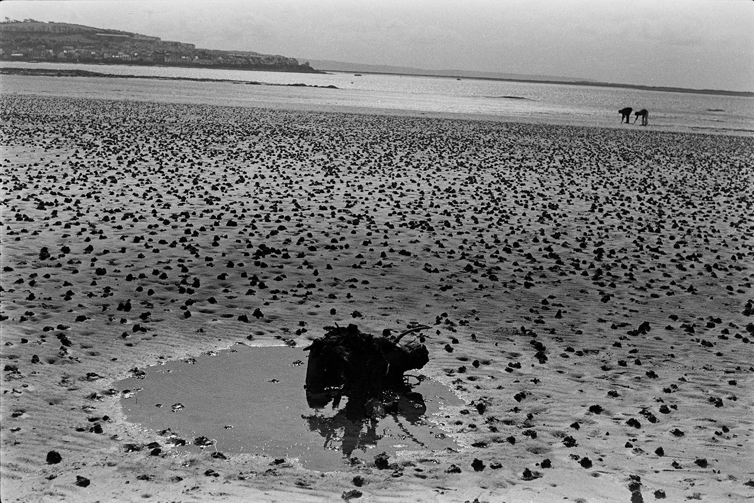 People digging for worms on the beach at Instow. Lugworm casts can be seen on the beach in the foreground.
