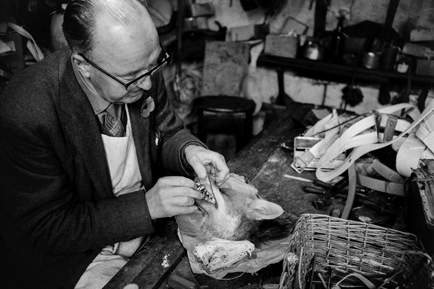 Walter Johns, a taxidermist and saddler, stuffing a foxes head in his saddlery workshop in Bideford. Various tools and items are on the workbench.