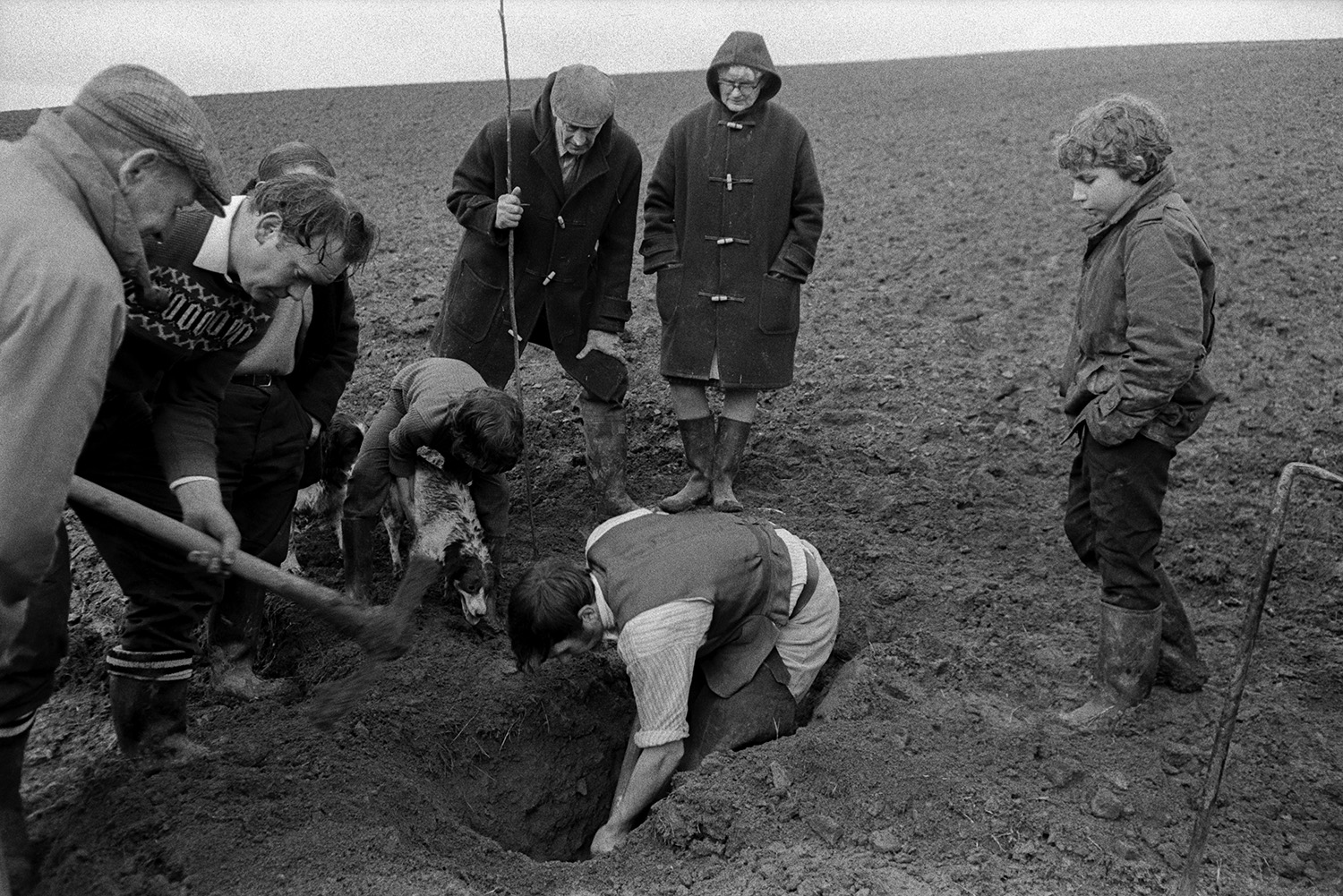 Huntsmen from the Stevenstone Hunt digging out a fox in a field at Taddiport. Hunt followers and children are watching. One child is holding a dog.