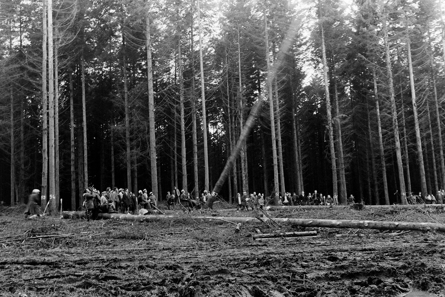 Spectators watching a tree felling contest in Eggesford Forest. The competition was a prelude to the Devon County Show.