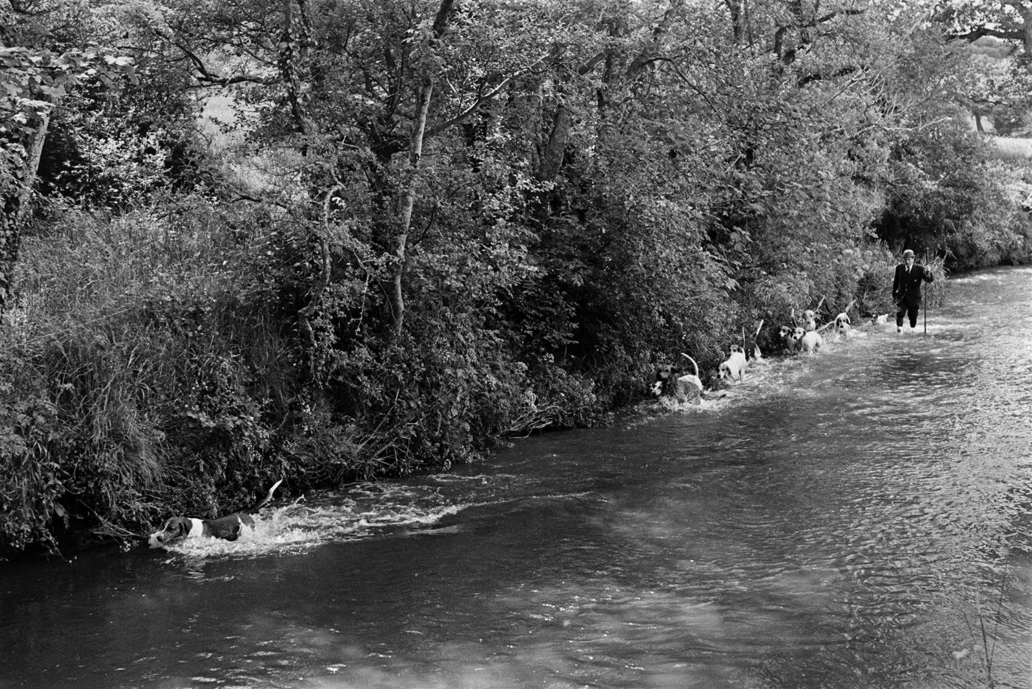 Dartmoor Otterhounds Hunt. Hounds searching for otters along a hedgerow in a river at Lifton, near Launceston. The river could be the River Thrushel or the River Lyd. A man is following them, wading through the river.