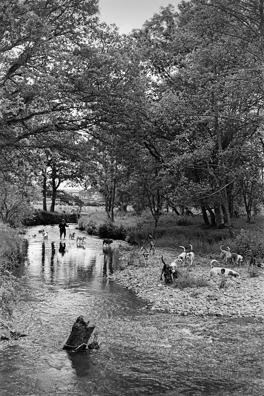 Dartmoor Otterhounds Hunt. Hounds searching for otters along a riverbank with trees and in a river at Lifton, near Launceston.