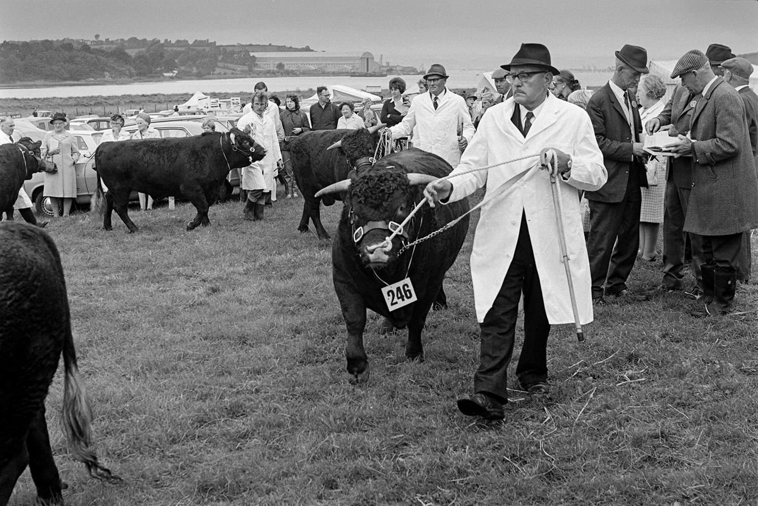 Bulls being paraded and judged at the North Devon Show at Instow. Spectators are watching the parade.