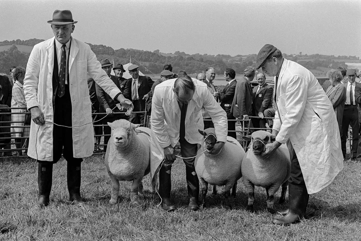 Three men showing sheep at the North Devon Show at Instow. Spectators are watching in the background.