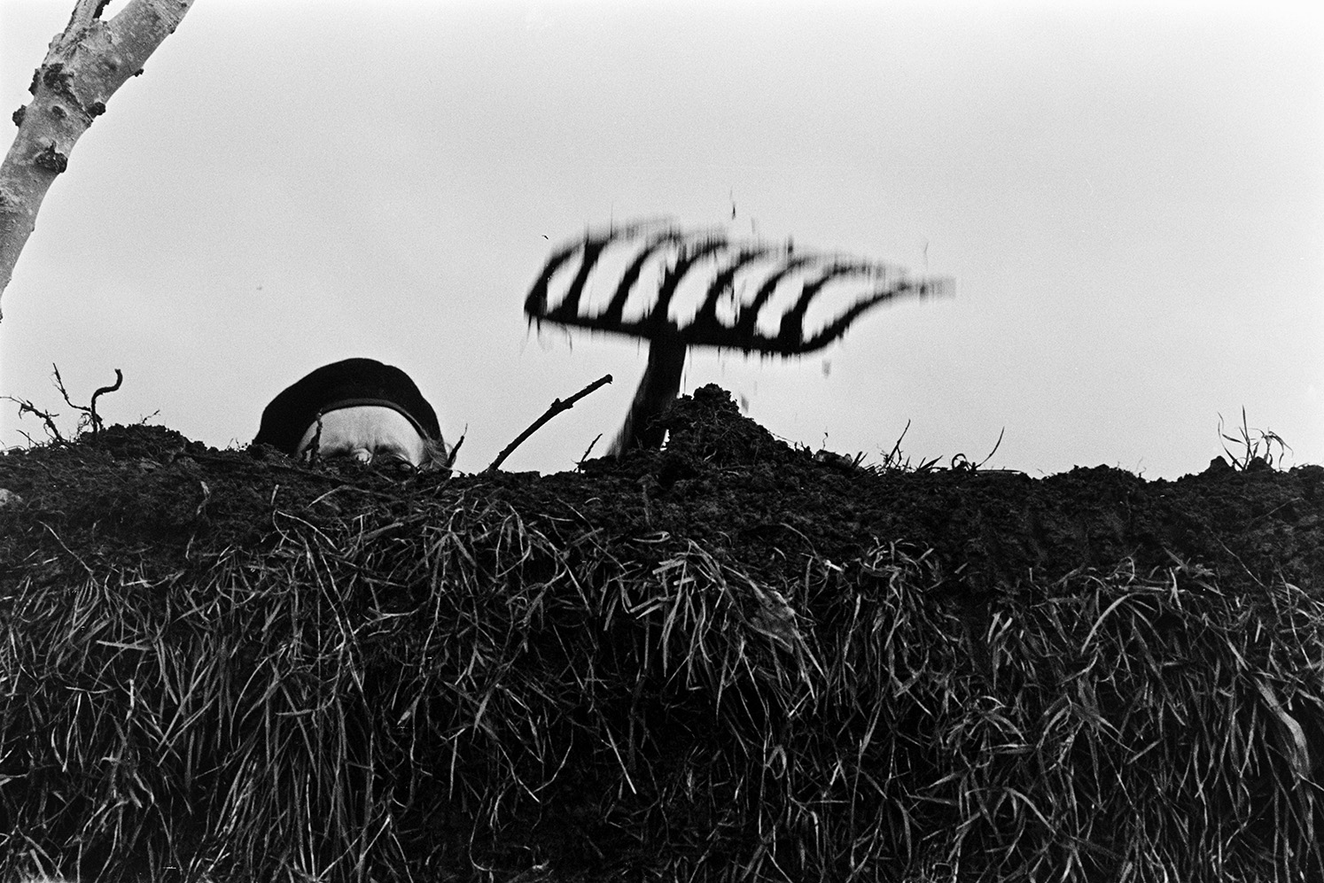 Ivor Bourne clatting a hedge at Mill Road Farm, Beaford using a fork. He is building up hedge bank with turf. The farm was also known as Jeffrys.