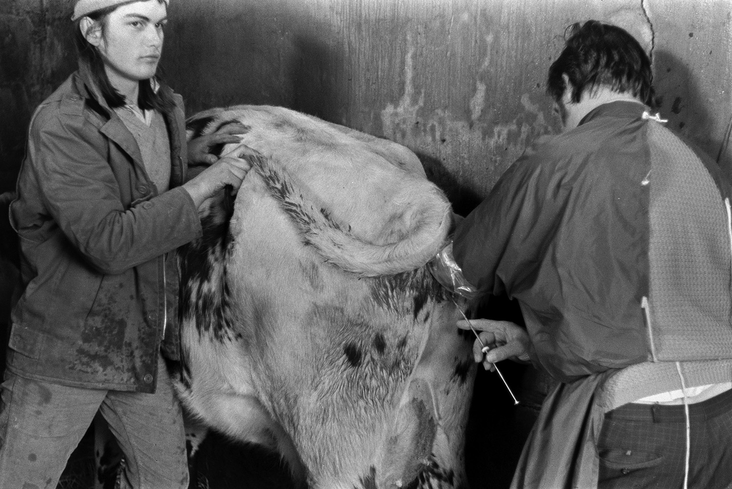 Derek Bright holding a cow while a vet artificially inseminates the cow, in a shed at Mill Road Farm, Beaford. The farm was also known as Jeffrys.