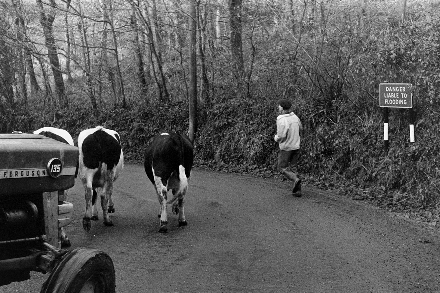 Ivor Bourne and a tractor herding cows along a lane near Beaford Bridge. A sign in the hedge reads 'Danger Liable to Flooding'.