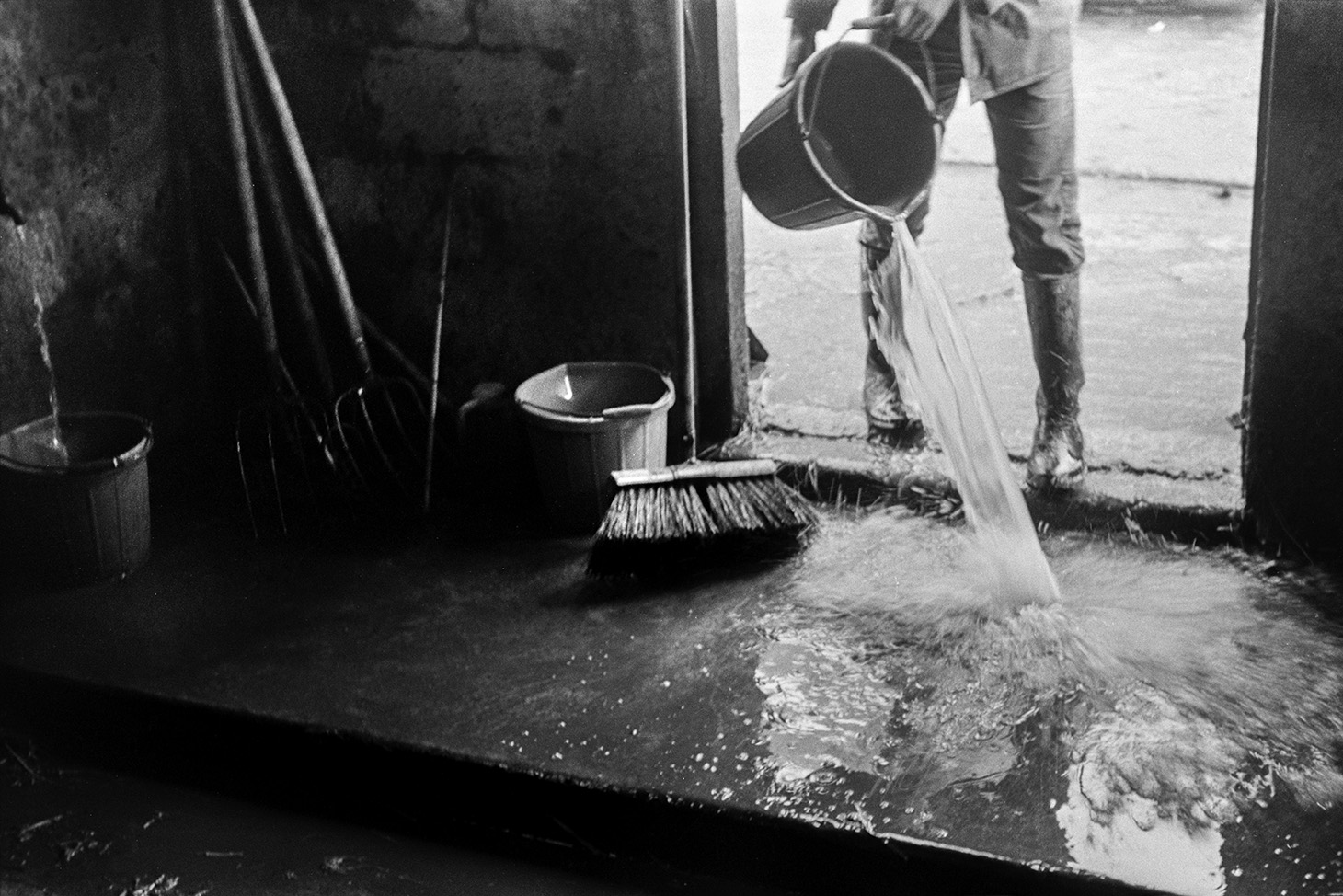 Derek Bright washing down a cow shed with a bucket of water, after mucking it out, at Mill Road Farm, Beaford. Brushes, forks and buckets are in the corner of the shed. The farm was also known as Jeffrys.