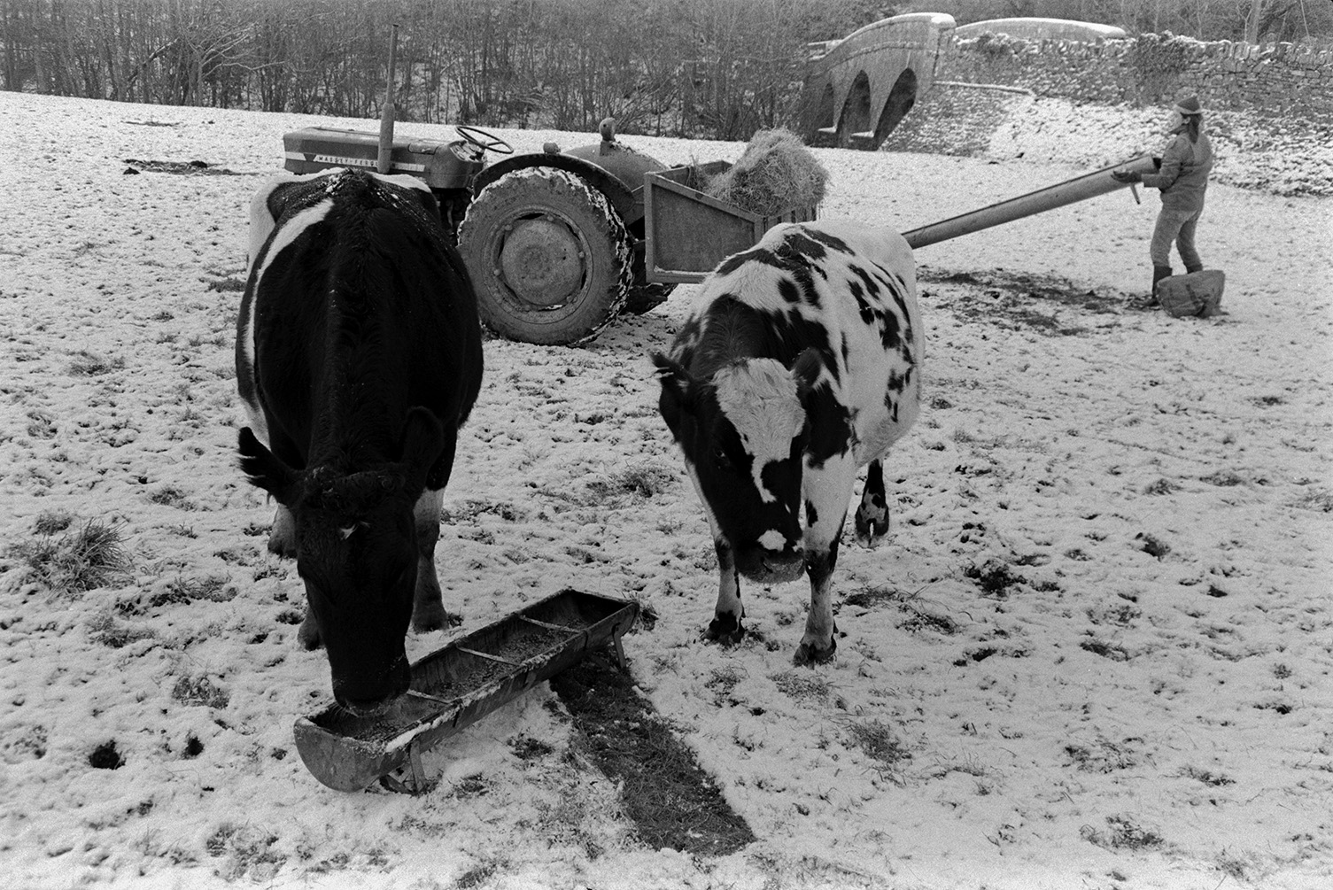 Derek Bright feeding cattle in a snow covered field at Mill Road Farm next to Beaford Bridge, which is visible in the background. Two cows are eating from a trough and Derek is moving another trough in the background. A tractor with a link box full of hay is nearby. The farm was also known as Jeffrys.