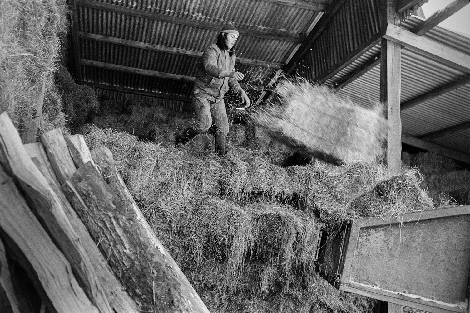 Derek Bright filling a link box with hay to feed to cattle, in a corrugated iron barn at Mill Road Farm, Beaford. He is throwing a hay bale into the link box. A stack of logs can be seen in the foreground. The farm was also known as Jeffrys.