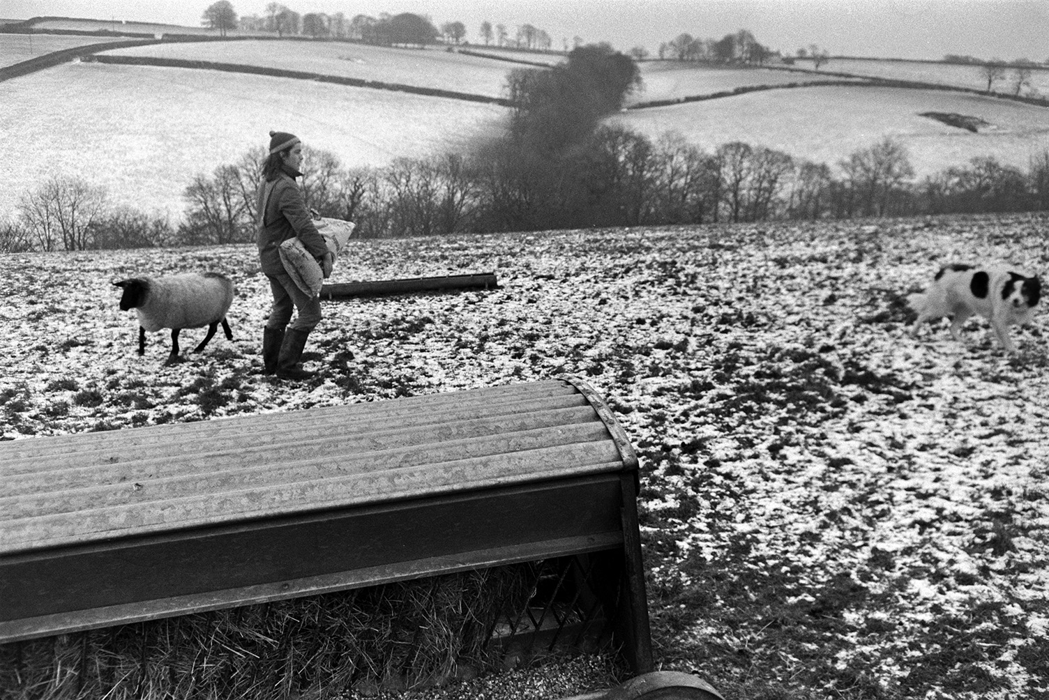 Derek Bright feeding sheep in a snow covered field at Mill Road Farm, Beaford. He is carrying a sack of feed to a trough. A dog is with him and a hay rack is visible in the foreground. More snow covered fields, trees and hedgerows can be seen in the background. The farm was also known as Jeffrys.