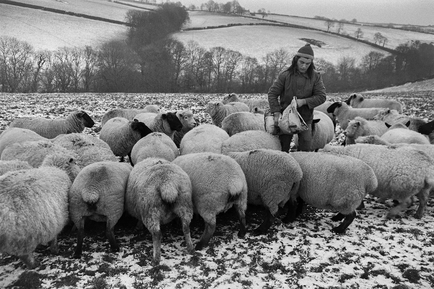 Derek Bright feeding sheep in a snow covered field at Mill Road Farm, Beaford. He is filling a trough from a sack of feed. More snow covered fields, trees and hedgerows can be seen in the background. The farm was also known as Jeffrys.