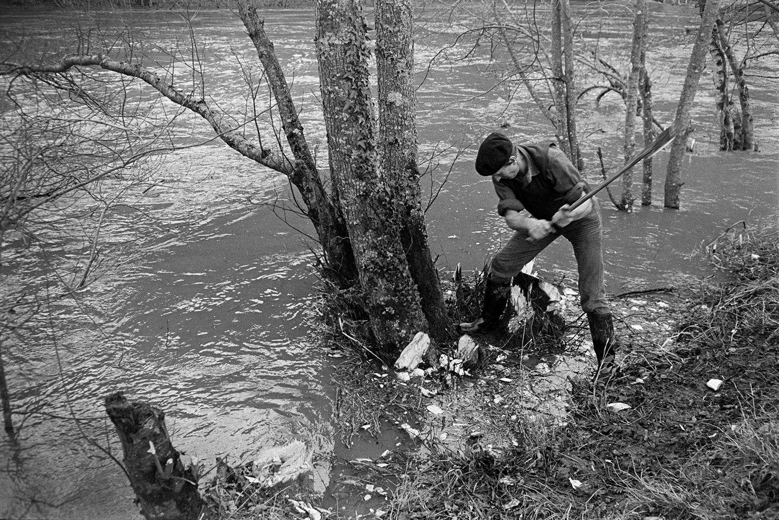 Ivor Bourne chopping down trees, with an axe, on the banks of the flooded River Torridge at Mill Road Farm, Beaford. The farm was also known as Jeffrys.