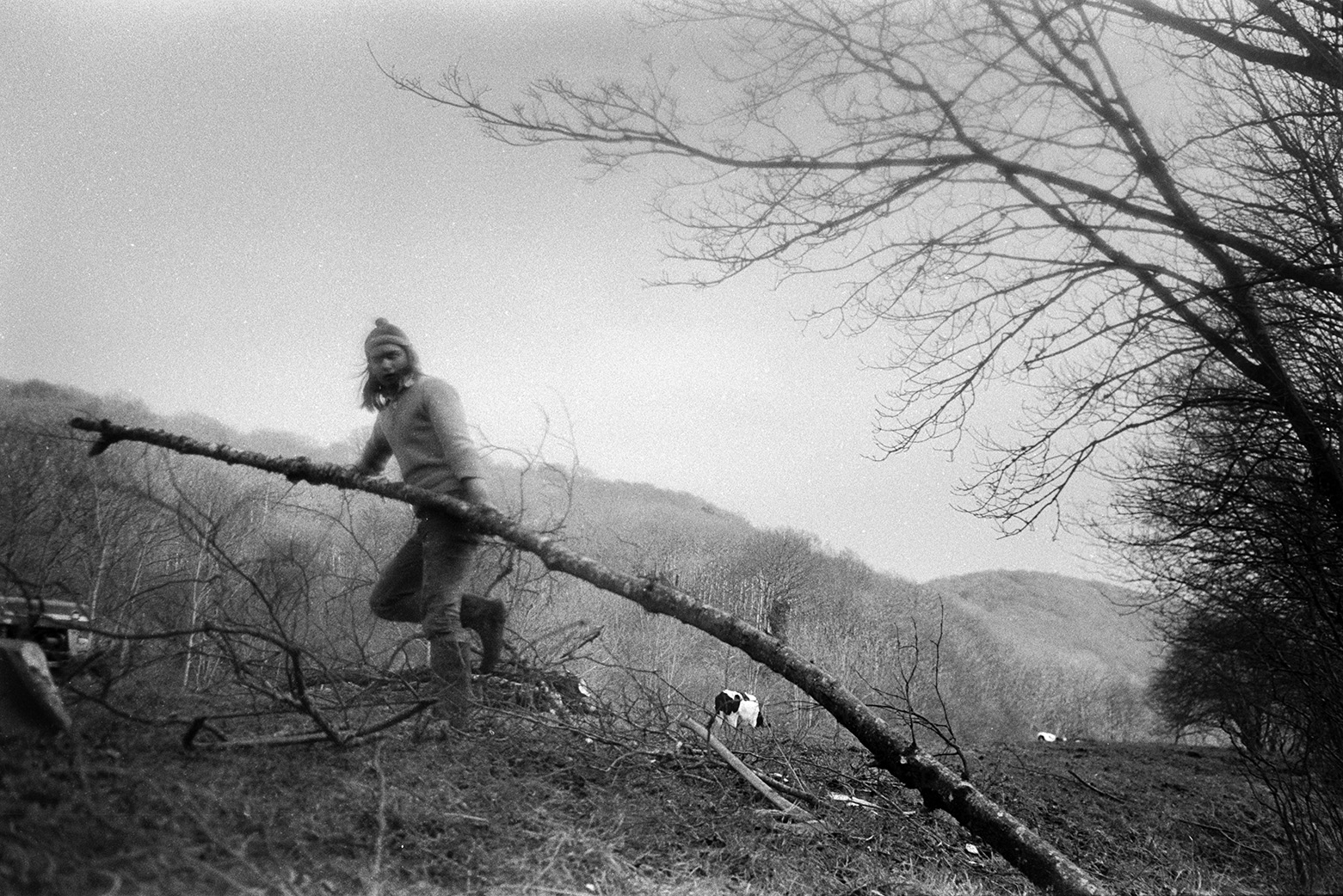 Derek Bright moving a large branch from a felled tree in a field near the banks of the flooded River Torridge at Mill Road Farm, Beaford. Woodland and cows can be seen in the background. The farm was also known as Jeffrys.