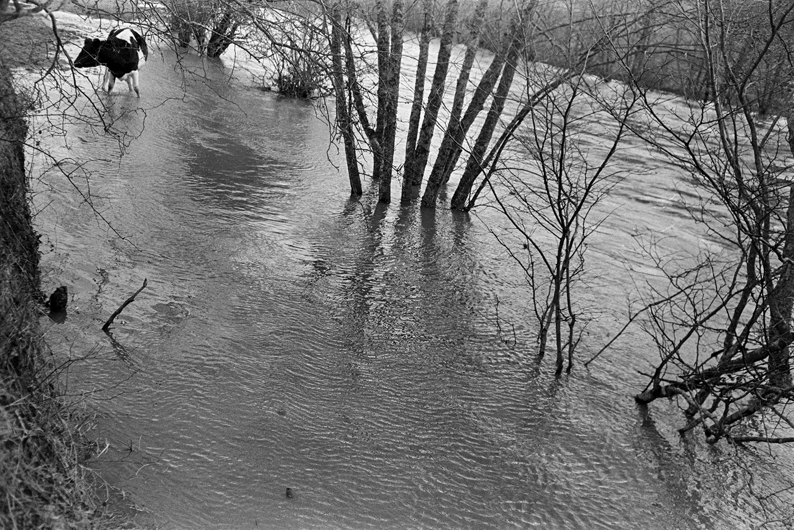 A cow walking through the flooded River Torridge in a field at Mill Road Farm, Beaford. The farm was also known as Jeffrys.
