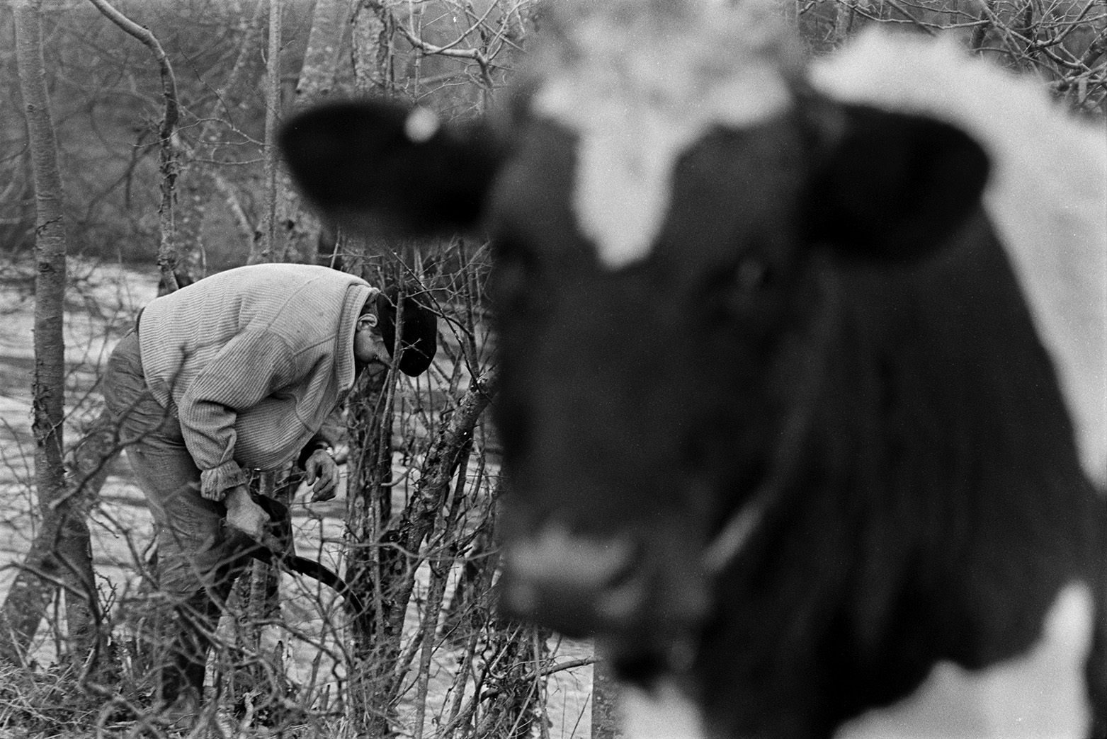 Cow in the foreground with Ivor Bourne cutting branches from a trees, using a bill hook in the background. They are in a field flooded by the River Torridge at Mill Road Farm, Beaford. The farm was also known as Jeffrys.
