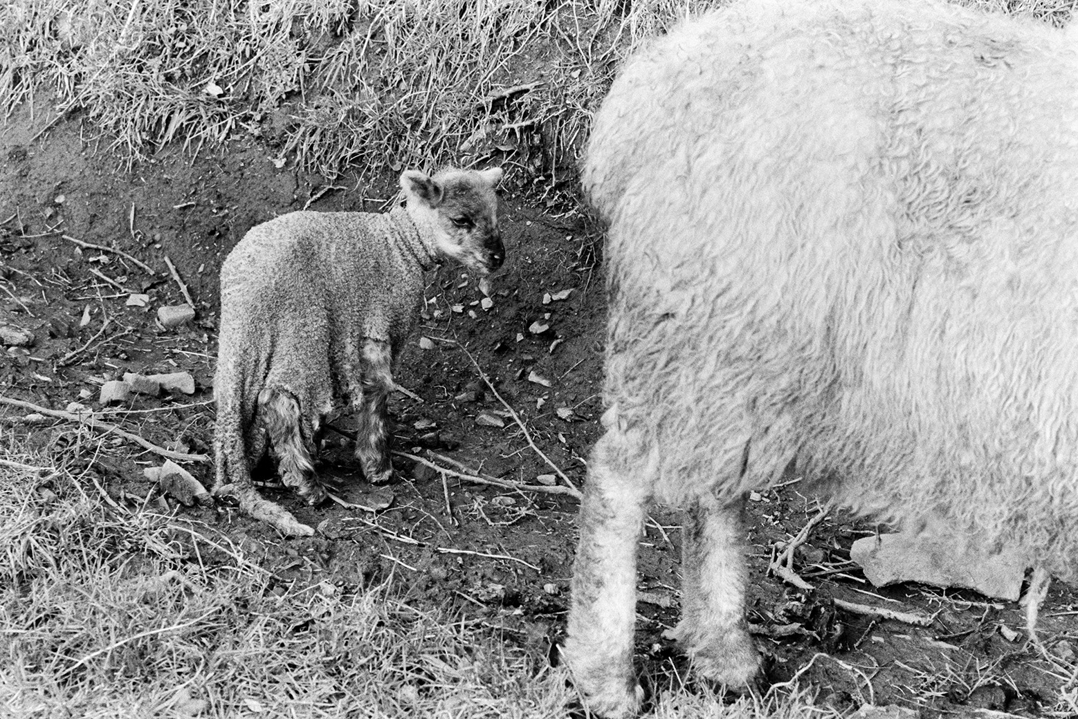 A pet lamb being raised by a ewe whose lamb has died, in a field at Mill Road Farm, Beaford. The skin of the dead lamb is tied around the pet lamb for a few days so the ewe will think it is her lamb. The farm was also known as Jeffrys.