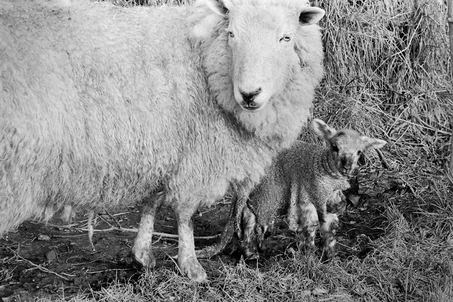 A pet lamb being raised by a ewe whose lamb has died, in a field at Mill Road Farm, Beaford. They are stood next to each other. The skin of the dead lamb is tied around the pet lamb for a few days so the ewe will think it is her lamb. The farm was also known as Jeffrys.