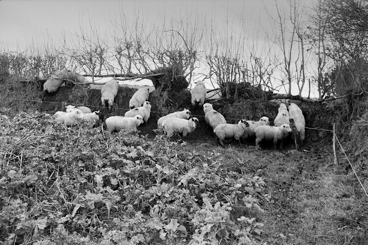 Phil Herd's sheep being moved through gaps in a hedge, out of a field with a kale crop.