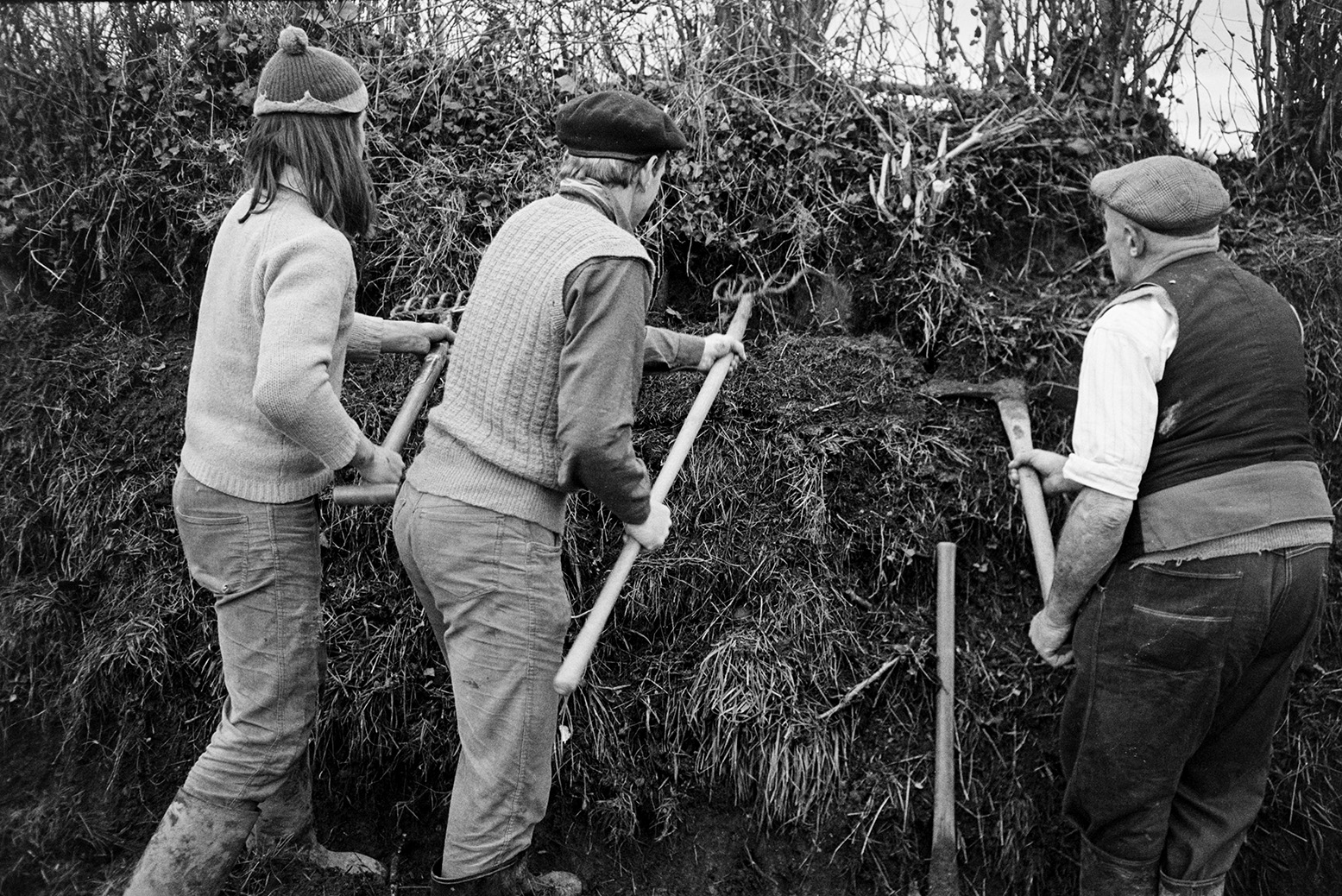 Derek Bright, Ivor Bourne and Tom Hooper (left to right) clatting, building up the hedgebank with squares of turf, in a field at Mill Road Farm, Beaford. They are using forks and axes. The farm was also known as Jeffrys.