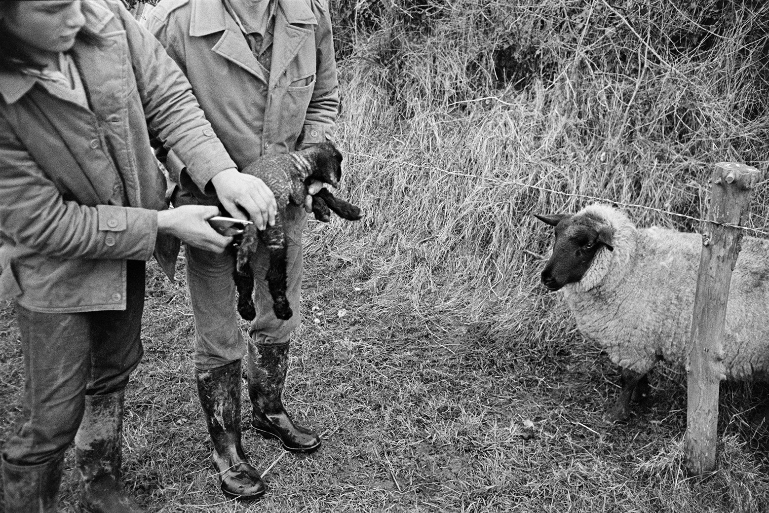 Derek Bright docking the tail of new born lamb in a field at Mill Road Farm, Beaford. Another person is stood next to him, possibly Ivor Bourne, and a ewe is watching. The farm was also known as Jeffrys.