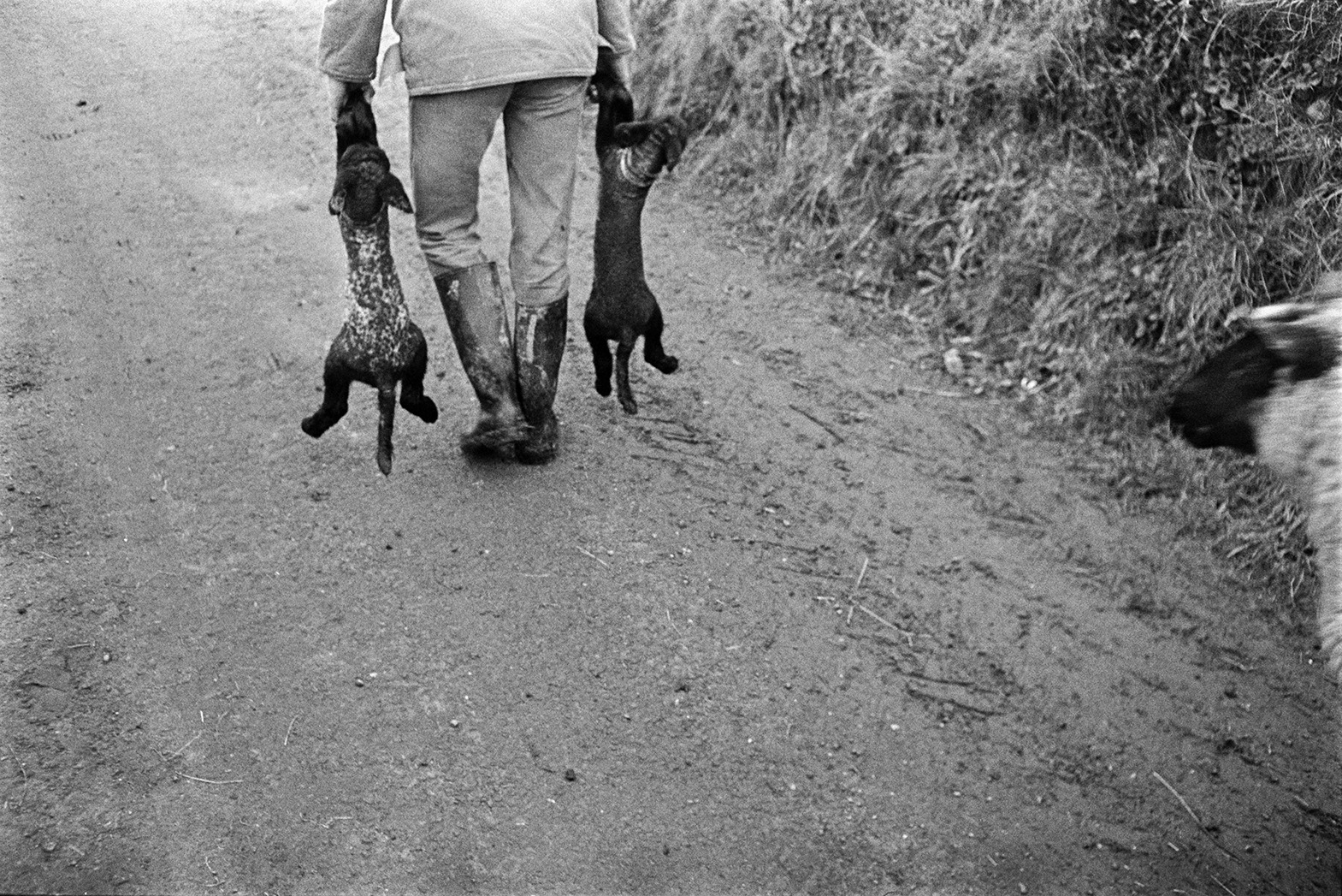 Ivor Bourne carrying two new born lambs along a lane in Beaford. A ewe is following him.