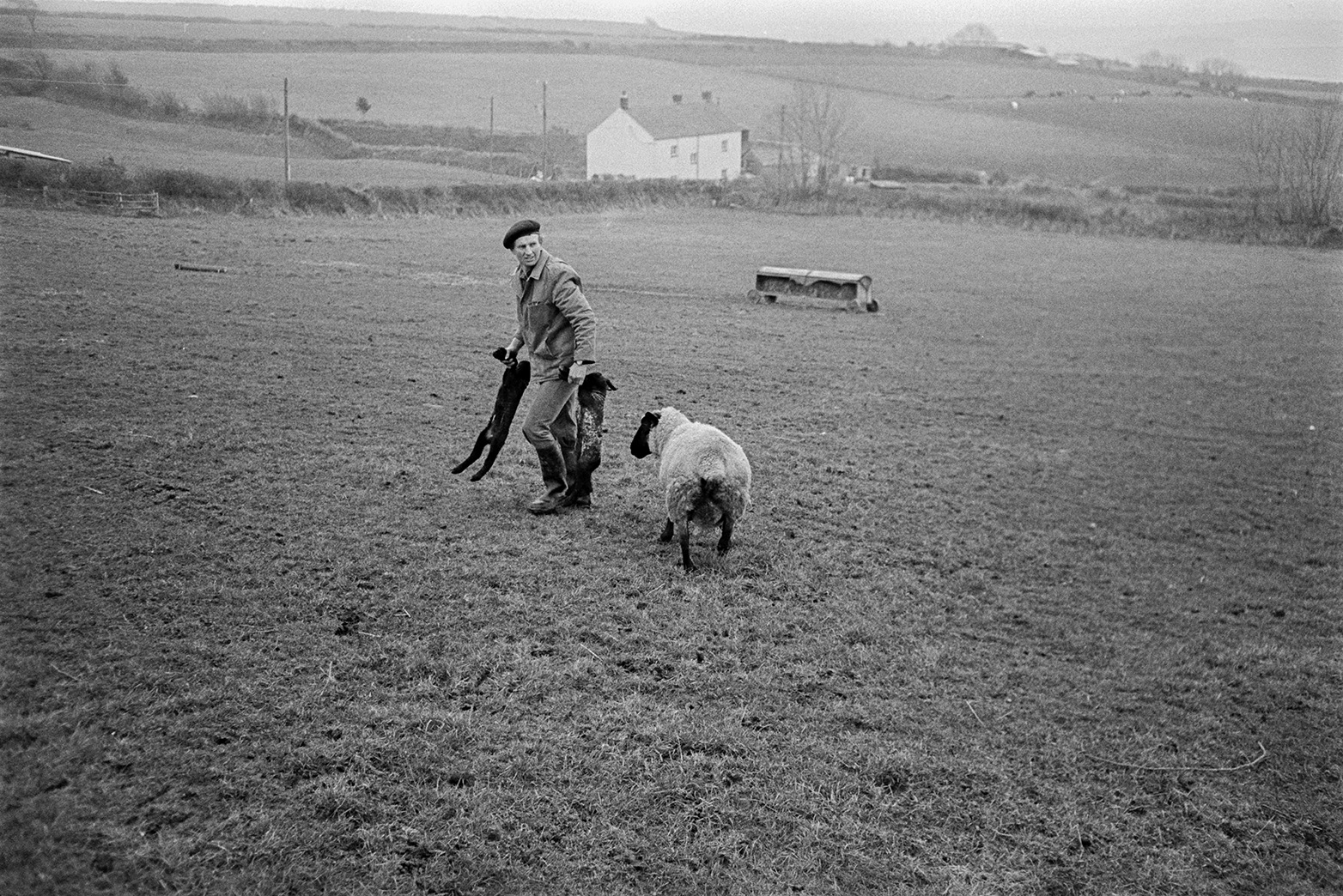 Ivor Bourne carrying two new born lambs across a field at Mill Road Farm, Beaford with a ewe following him. A hay rack can be seen in the field and a farmhouse is visible in the background. The farm was also known as Jeffrys.