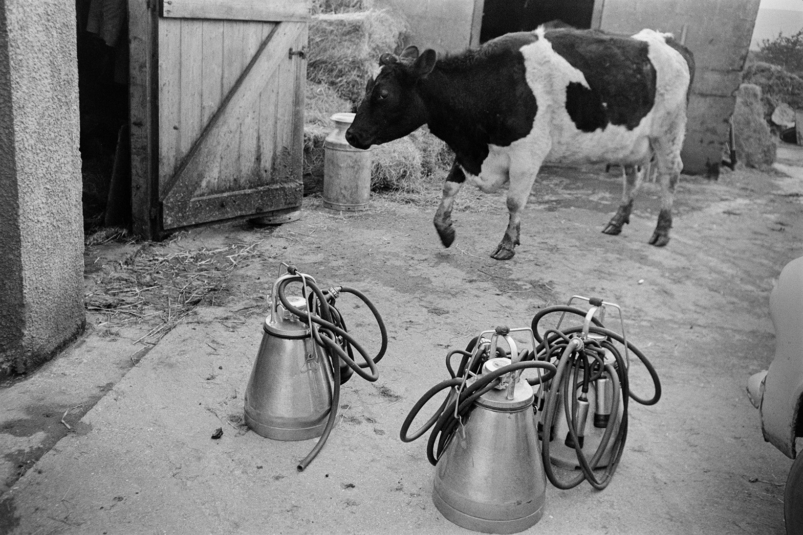 Milking machines in the farmyard at Mill Road Farm, Beaford. A cow is walking past hay bales into a barn in the background, possibly going to be miked. The farm was also known as Jeffrys.