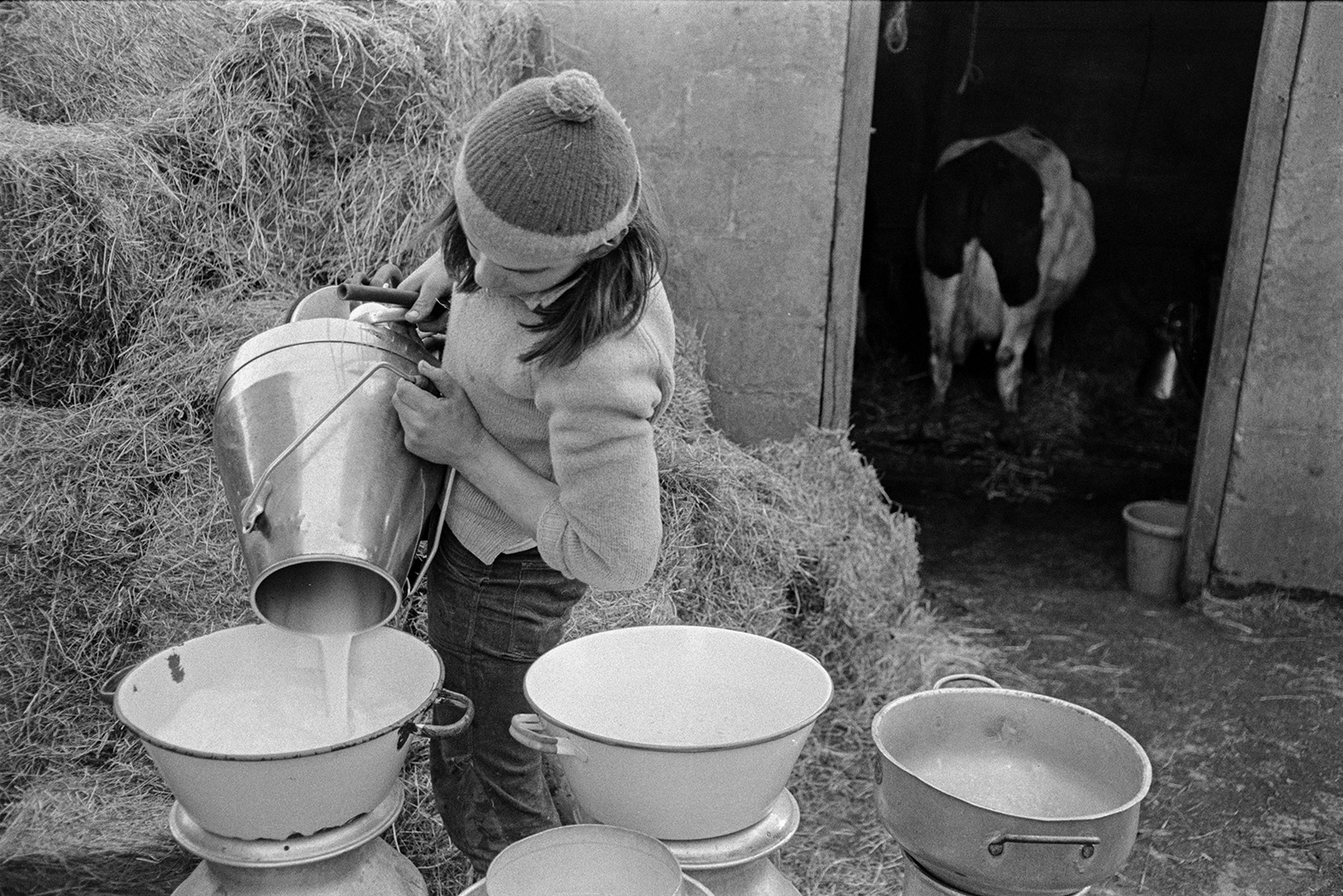 Derek Bright pouring milk into milk churns in the farmyard at Mill Road Farm, Beaford. Hay bales and a cow in a barn can be seen in the background. The farm was also known as Jeffrys.