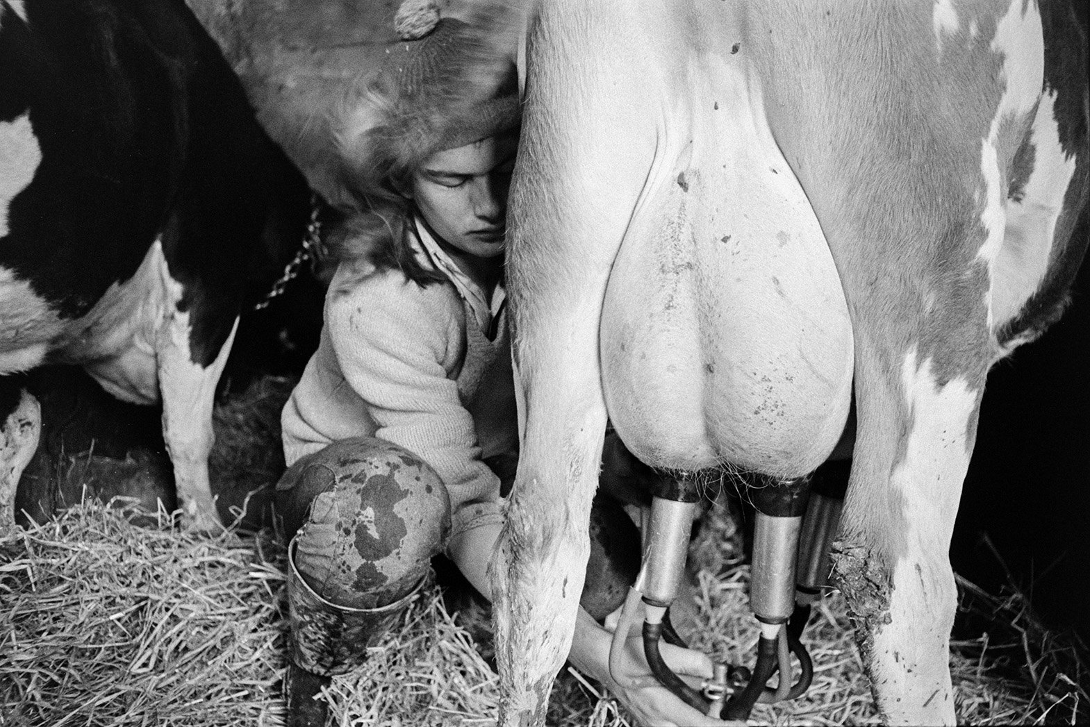 Derek Bright fixing a milking machine to a cow's udders in a barn at Mill Road Farm, Beaford. The farm was also known as Jeffrys.