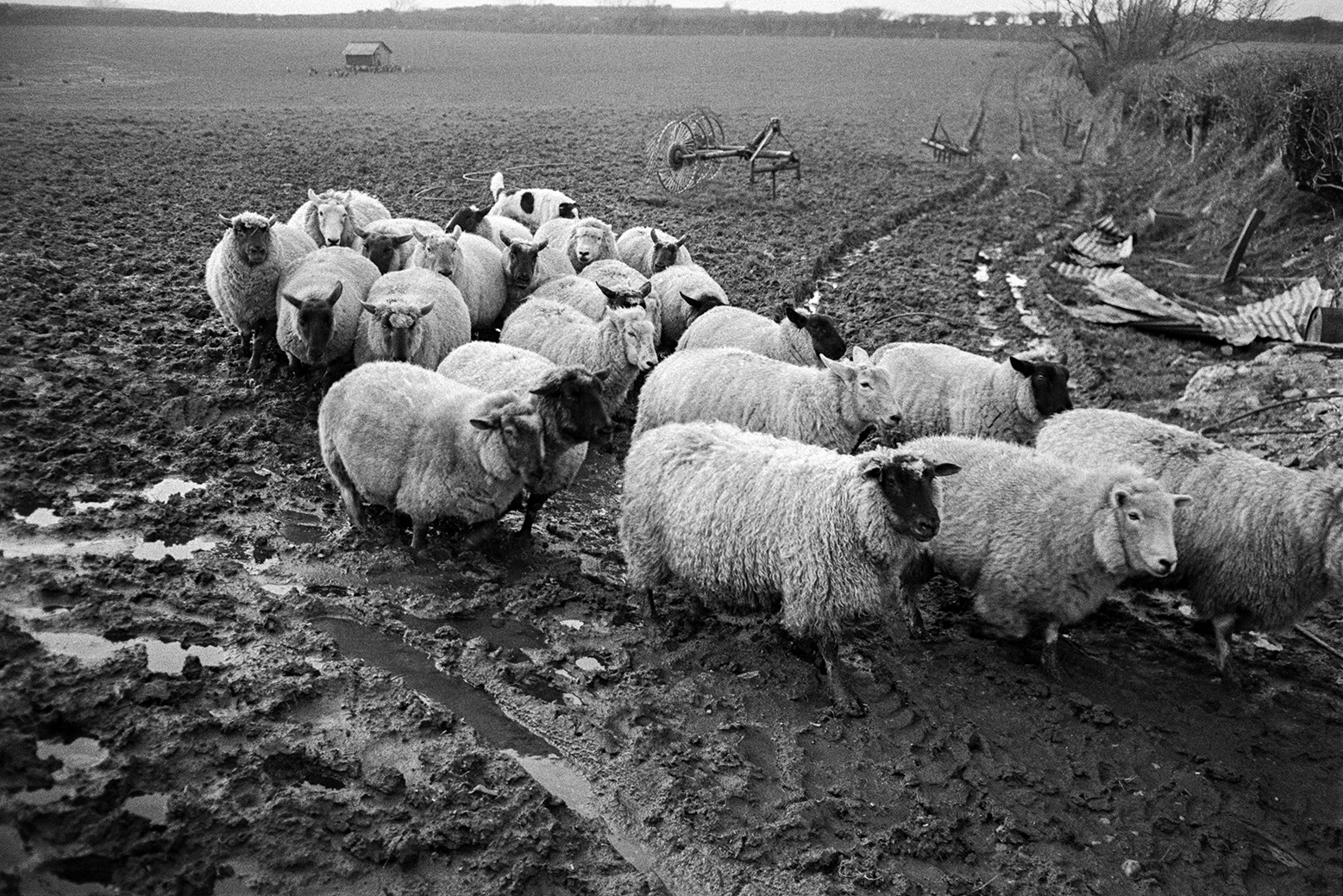 Sheep being herded out of a muddy field at Mill Road Farm, Beaford. Sheets of corrugated iron and farm machinery can be seen in the background. The farm was also known as Jeffrys.