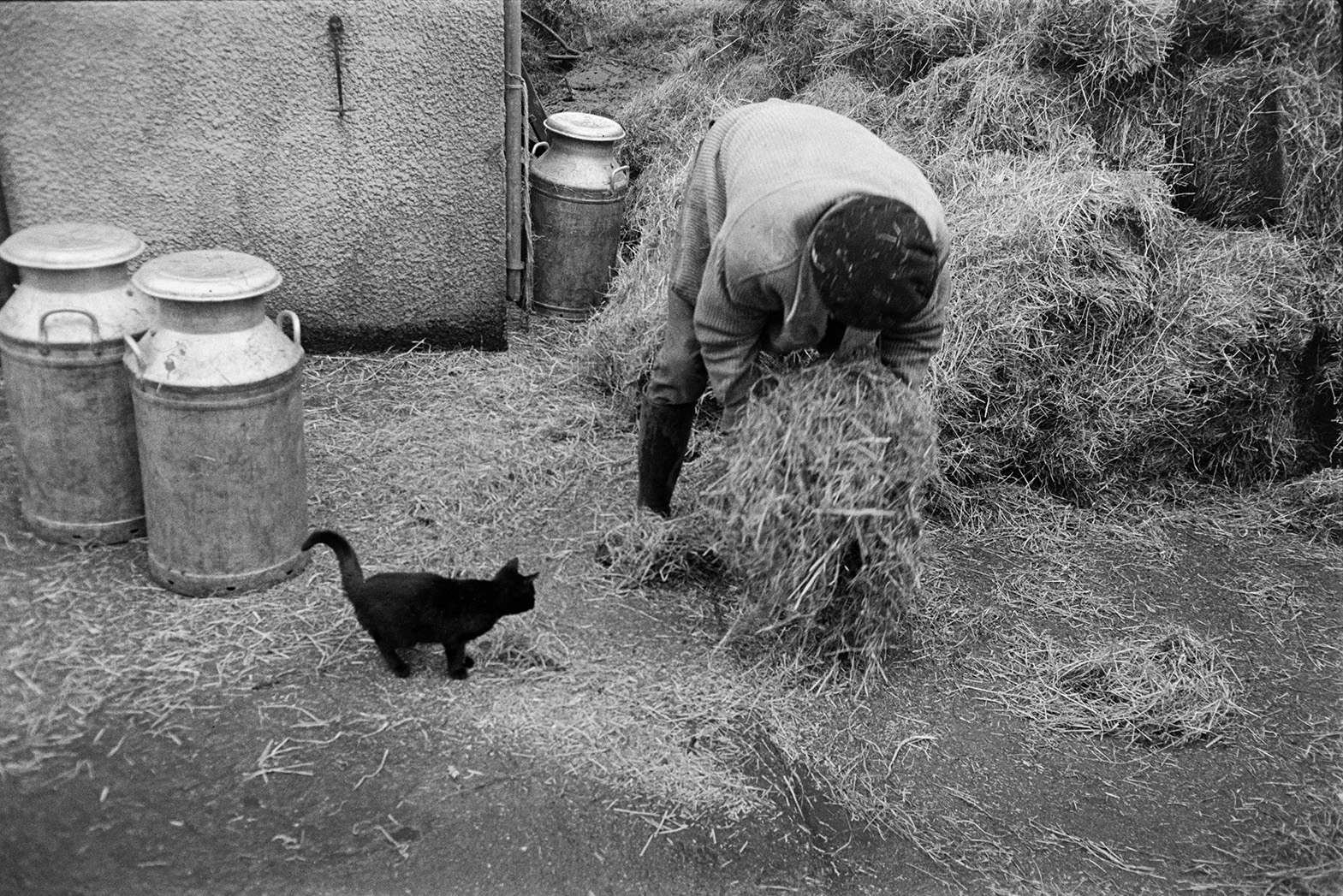 A cat watching Ivor Bourne picking up a pile of hay in the farmyard at Mill Road Farm, Beaford. Milk churns are visible in the background. The farm was also known as Jeffrys.