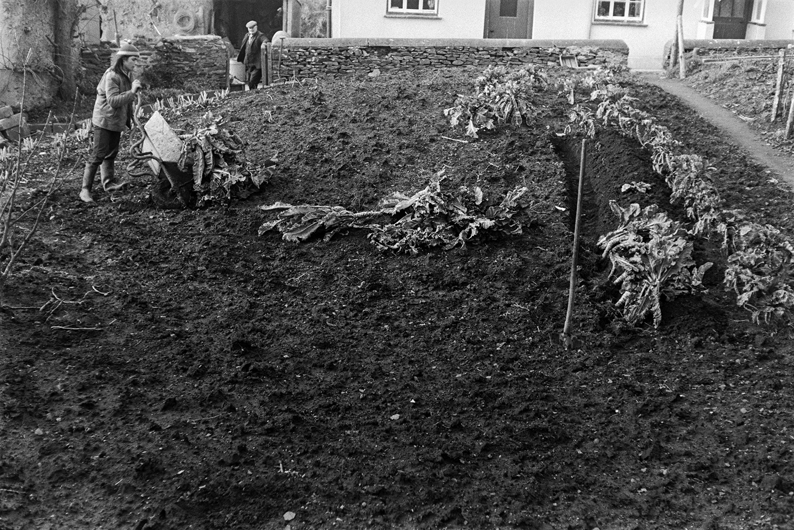 Derek Bright and a man planting cauliflowers into trench in garden. Derek is emptying a wheelbarrow of cauliflowers onto the ground.