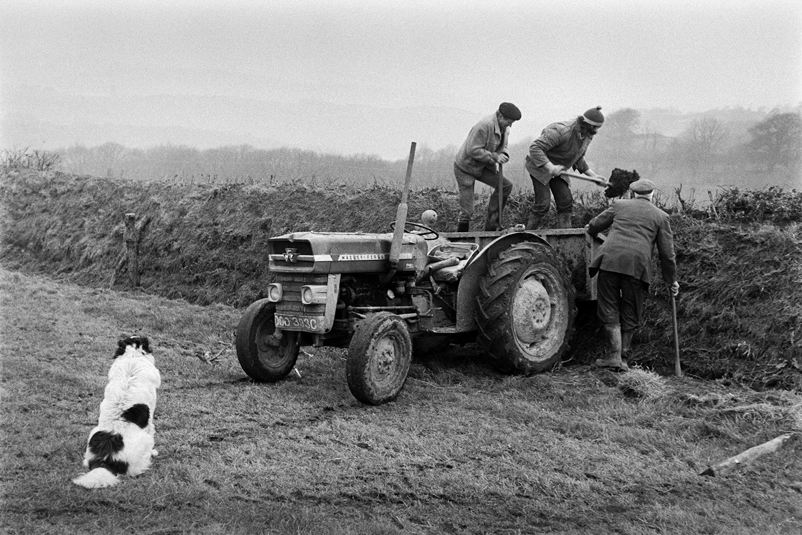 Derek Bright, in the centre, Ivor Bourne, on the left, and possibly Tom Hooper on the right, clatting or building up a hedgebank, using turf from a link box attached to a tractor, in a field at Mill Road Farm, Beaford. A dog is watching them. The farm was also known as Jeffrys.