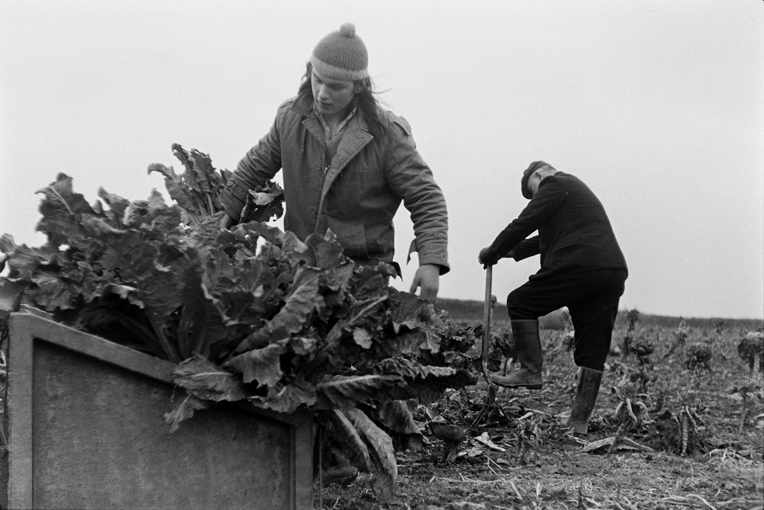 Derek Bright and a man lifting cauliflowers by hand with forks and loading them into a link box, in a field at Mill Road Farm, Beaford. The farm was also known as Jeffrys.