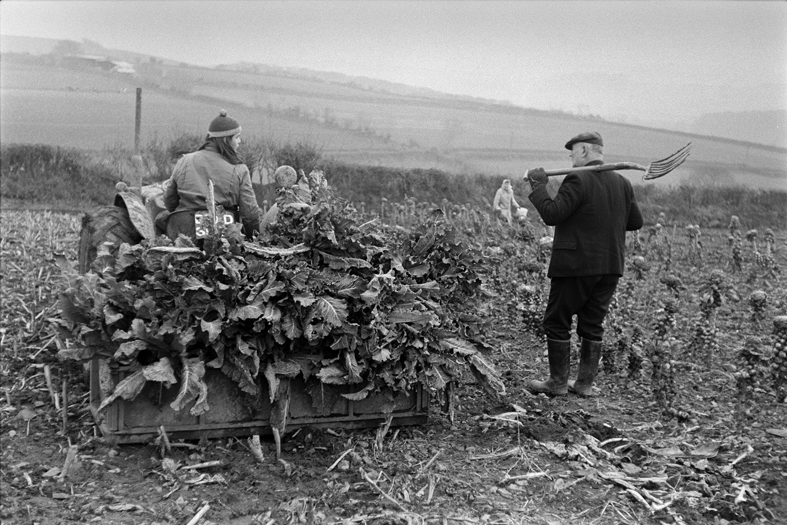Derek Bright driving a tractor and link box full of cauliflowers in a field at Mill Road Farm, Beaford. A man is stood next to him holding a fork on his shoulder. Other people can be seen in the field near a crop of brussel sprouts. The farm was also known as Jeffrys.