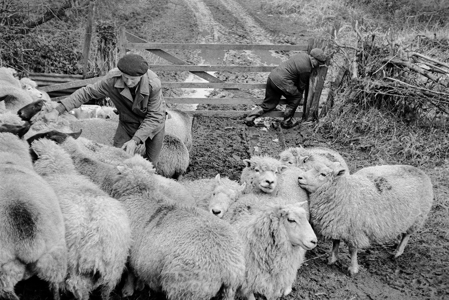 Ivor Bourne and another man separating pregnant sheep in a muddy field entrance by a wooden field gate at Mill Road Farm, Beaford. The farm was also known as Jeffrys.