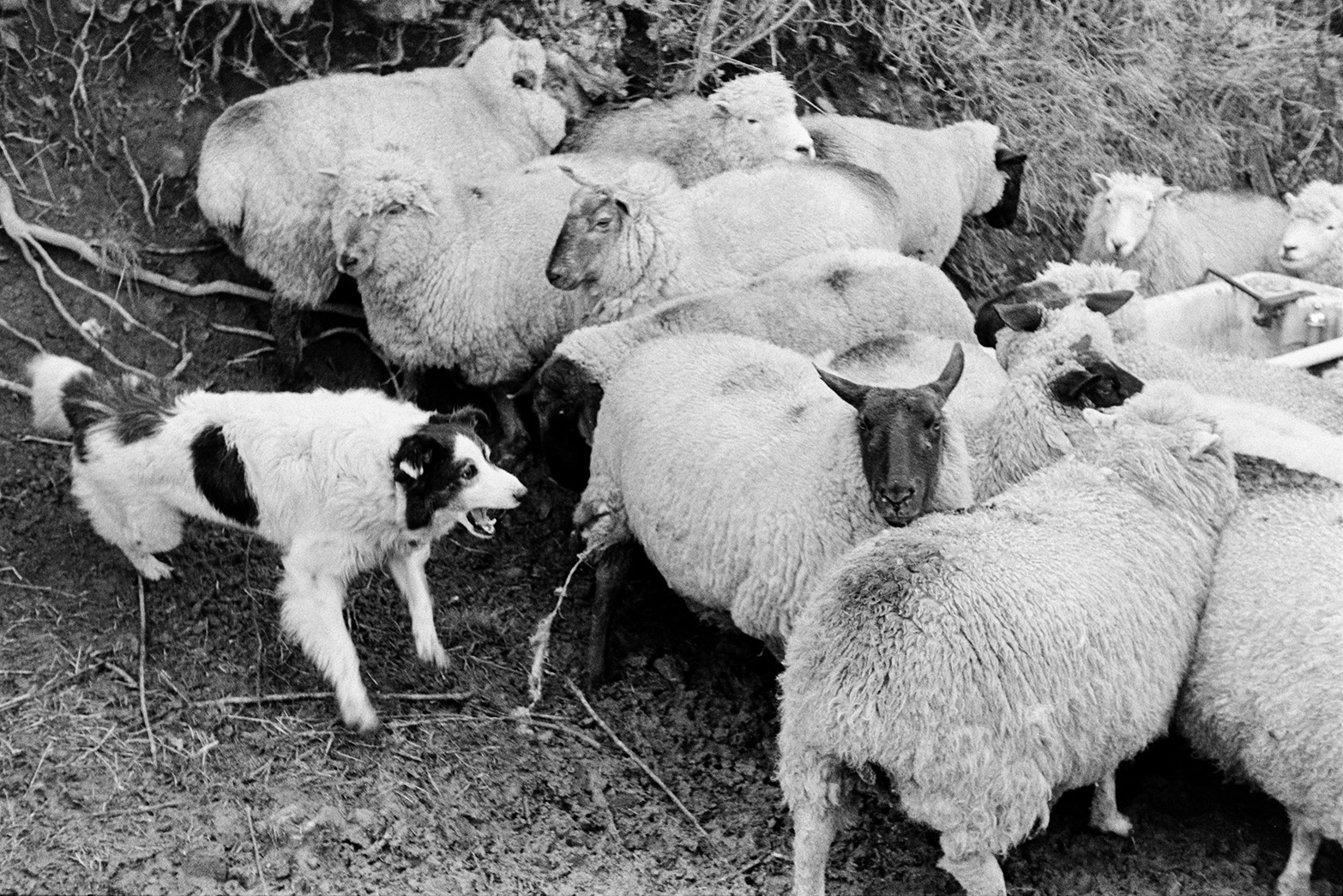 A sheep dog herding and barking at sheep in a field at Mill Road Farm, Beaford. The farm was also known as Jeffrys.