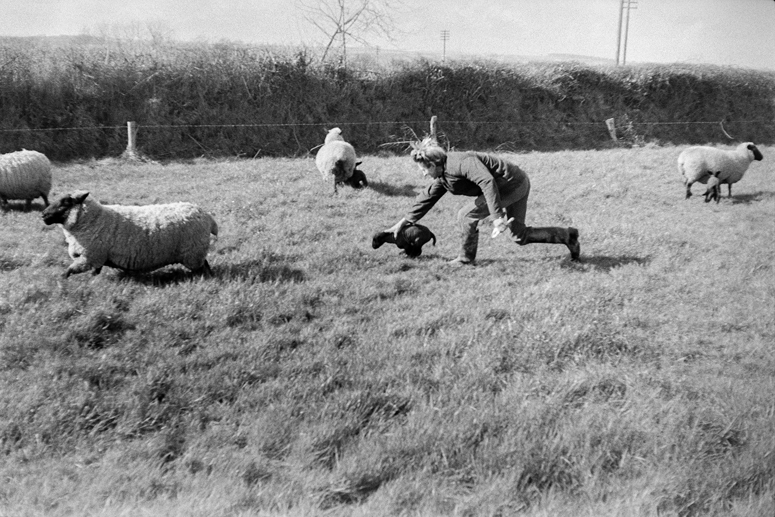 Ivor Bourne catching a lamb in a field at Mill Road Farm, Beaford to tag it. Other ewes and lambs can be seen in the field. The farm was also known as Jeffrys.