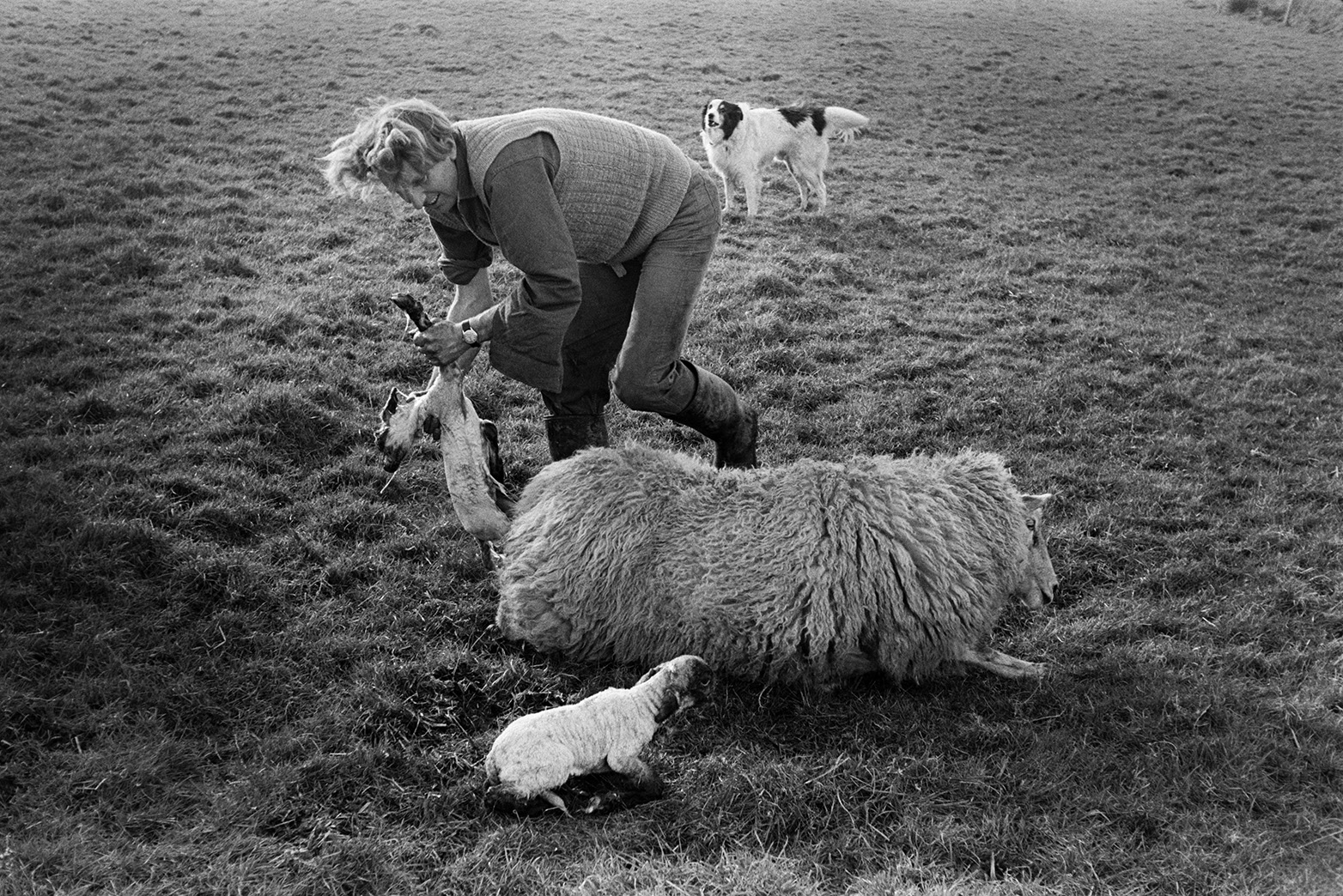 Man helping a ewe give birth to twin lambs in a field at Mill Road Farm, Beaford. A dog is watching. The farm was also known as Jeffrys.