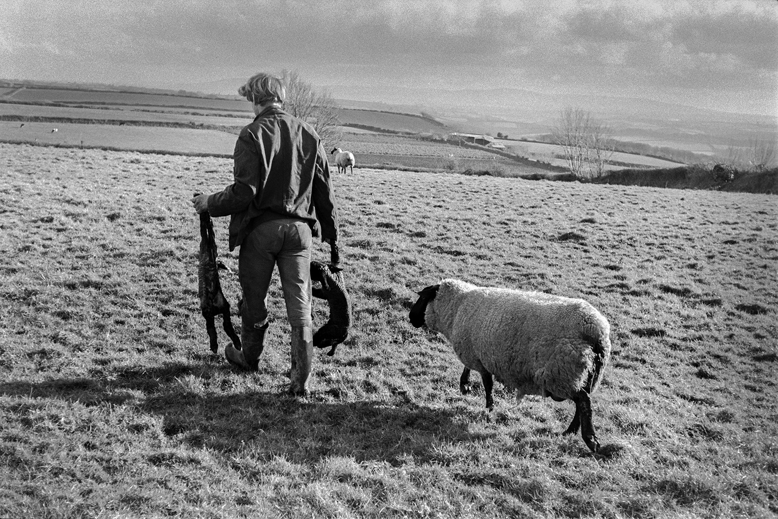 Ivor Bourne carrying two new born lambs by their legs across a field at Mill Road Farm, Beaford with the ewe following behind. A landscape of field and hedgerows can be seen in the background. The farm was also known as Jeffrys.