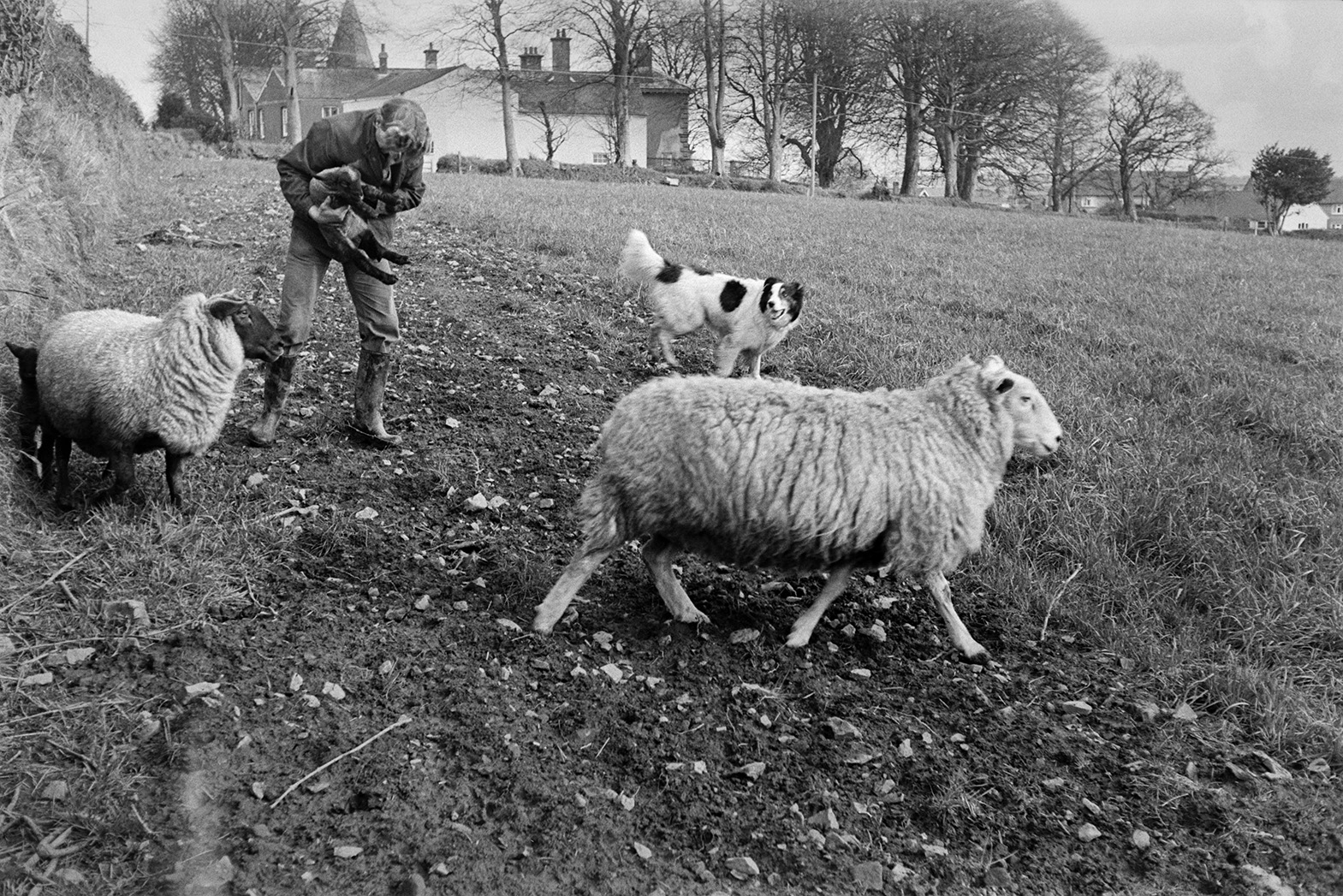 Ivor Bourne catching lambs to tag their ears in a field at Mill Road Farm, Beaford. The ewes are with the lambs and a dog is with him. Trees and farm buildings can be seen in the background. The farm was also known as Jeffrys.