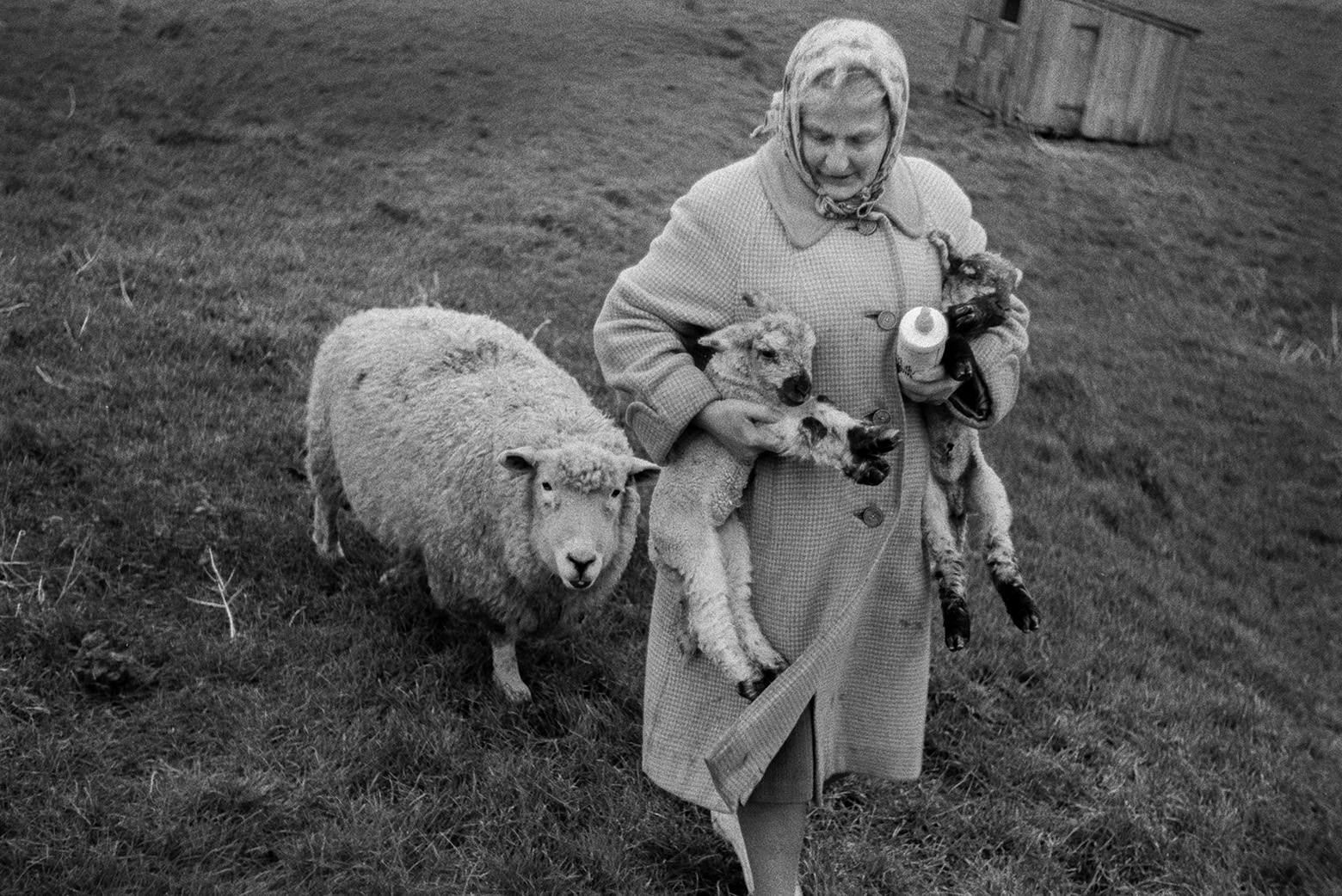 Woman carrying two lambs and a bottle  through a field at Mill Road Farm, Beaford. The ewe is following her. The farm was also known as Jeffrys.