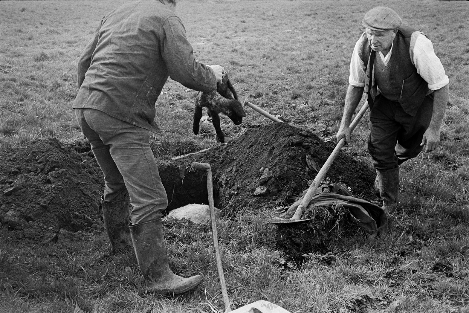Ivor Bourne, on the left, and Tom Hooper, on the right, burying a dead sheep and lamb  in a hole in a field at Mill Road Farm, Beaford. They have dug the hole using spades. The farm was also known as Jeffrys.