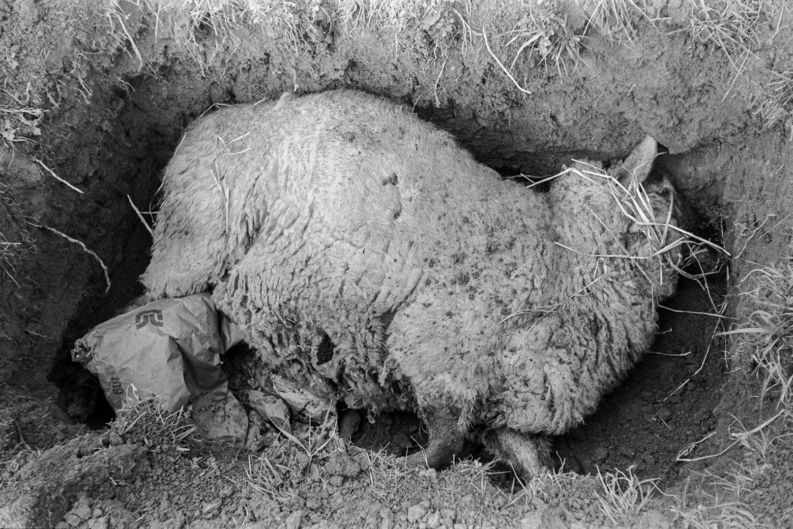Dead sheep being buried in a hold in a field at Mill Road Farm, Beaford. The farm was also known as Jeffrys.